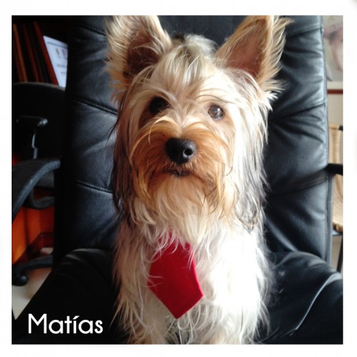 Matías the mafia boss Matías the mafia boss